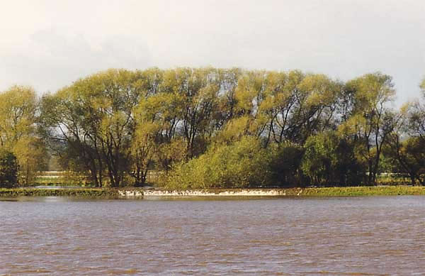 River Dee in Flood creating a Waterfall at Bangor-on-Dee