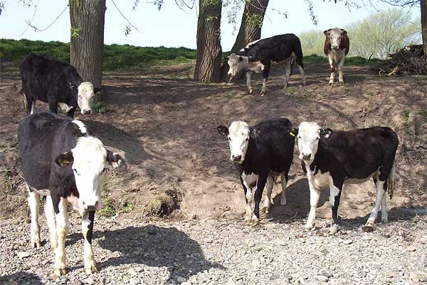 Friesian cattle on the Banks of the River Dee Bangor-on-Dee North Wales