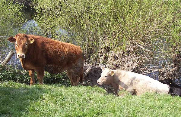 Cattle on the banks of the River Dee Bangor-on-Dee North Wales