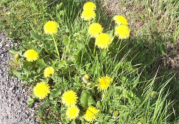 Dandelions Millbrook Lane Bangor-on-Dee North Wales