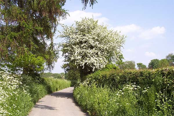 View of Graig Lane