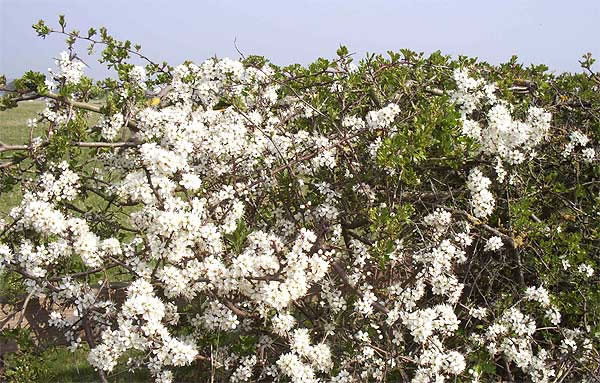 Hawthorn Hedge Millbrook Lane Bangor-on-Dee North Wales