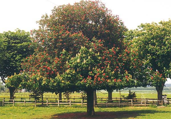 The Old Horse Chestnut Tree Bangor-on-Dee North Wales