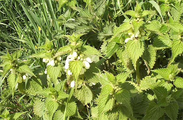 Nettles in flower Millbrook Lane Bangor-on-Dee North Wales