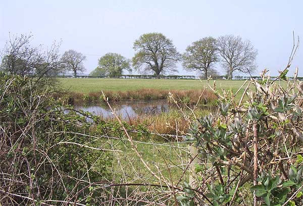 The Pond Millbrook Lane Bangor-on-Dee North Wales