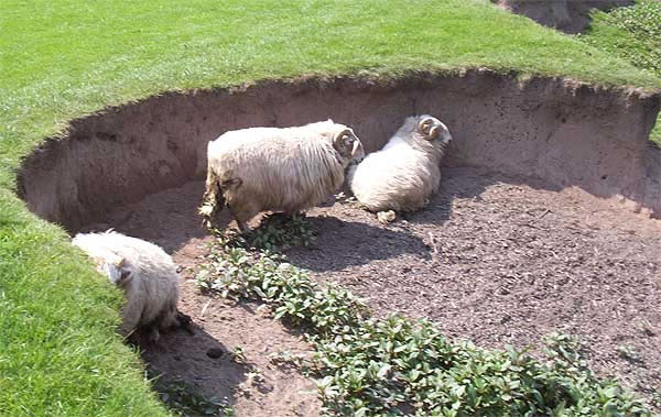 Sheep on the banks of the River Dee Bangor-on-Dee North Wales