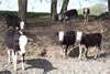 Friesian cattle on the Banks of the River Dee Bangor-on-Dee North Wales