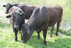 Cattle grazing near the banks of the River Dee Bangor-on-Dee North Wales