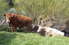 Cattle on the banks of the River Dee Bangor-on-Dee North Wales