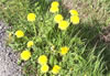 Dandelions Millbrook Lane Bangor-on-Dee North Wales