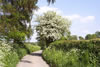 View of Graig Lane