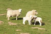 Spring Lambs Bangor-on-Dee North Wales