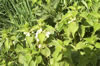 Nettles in flower Millbrook Lane Bangor-on-Dee