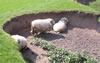 Sheep on the banks of the River Dee Bangor-on-Dee North Wales