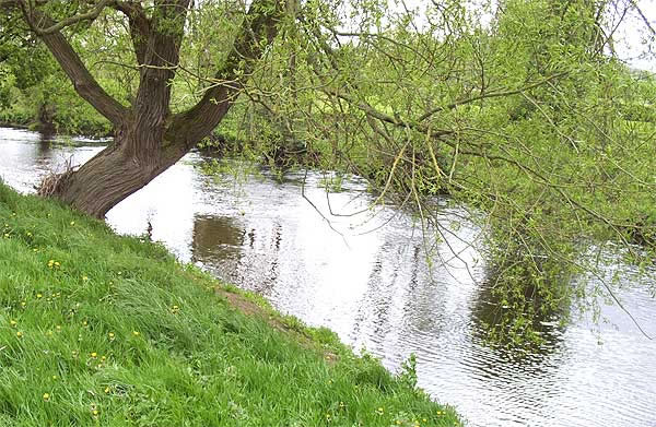 Springtime on the banks of the River Dee Bangor-on-Dee North Wales