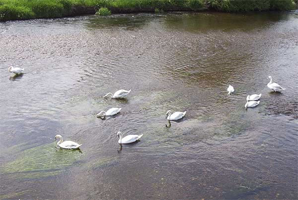 Swans feeding on the River Dee Bangor-on-Dee North Wales