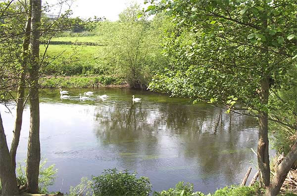 Swans on the River Dee Bangor-on-Dee North Wales View 2