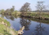 Trees reflected in the River Dee Bangor-on-Dee North Wales