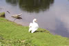 Swan on the banks of the River Dee Bangor-on-Dee North Wales