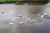 Swans feeding on the River Dee Bangor-on-Dee North Wales