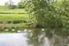 Swans on the River Dee Bangor-on-Dee North Wales