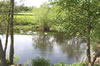 Swans on the River Dee Bangor-on-Dee North Wales View 2